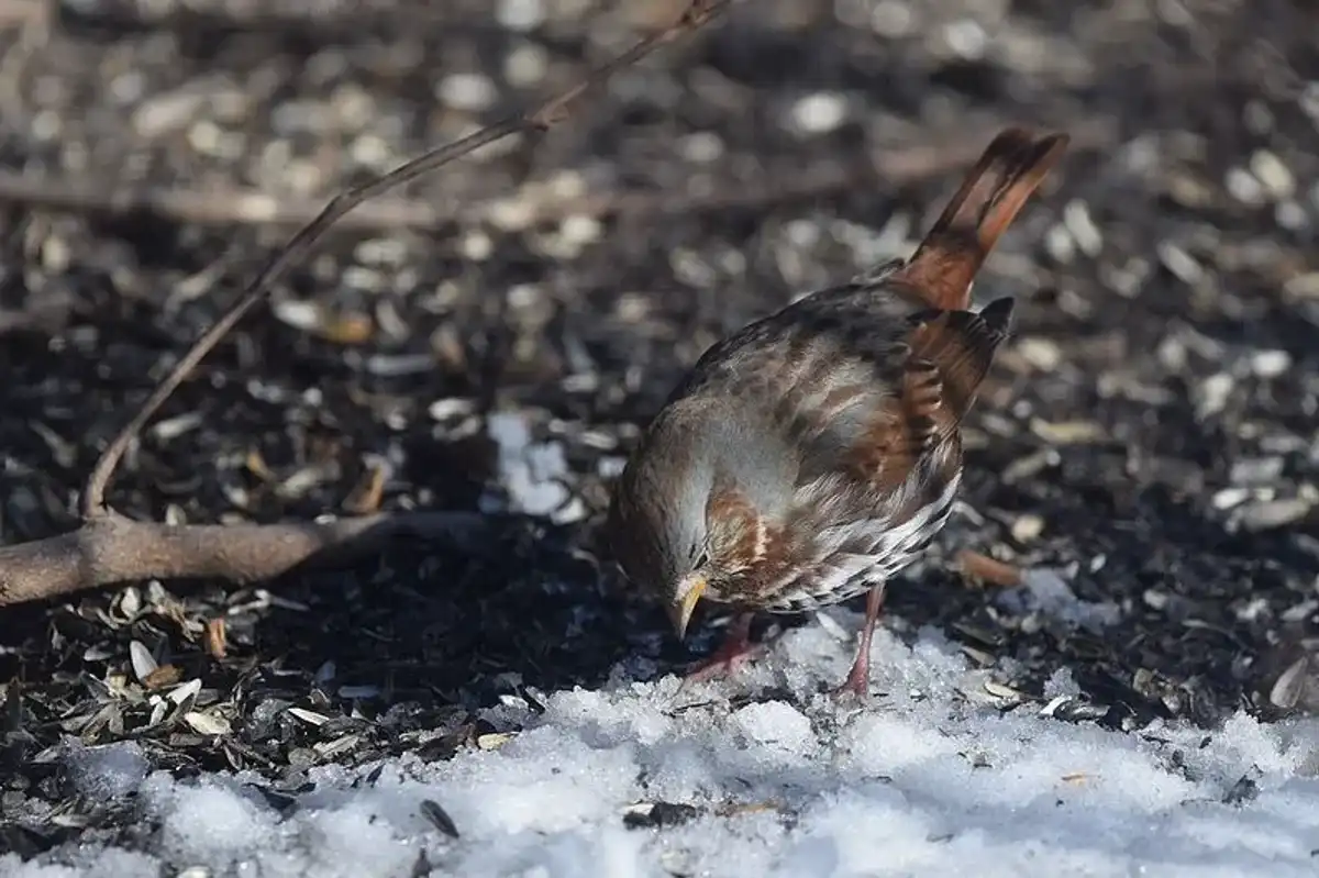 Check out these amazing red fox sparrow facts.