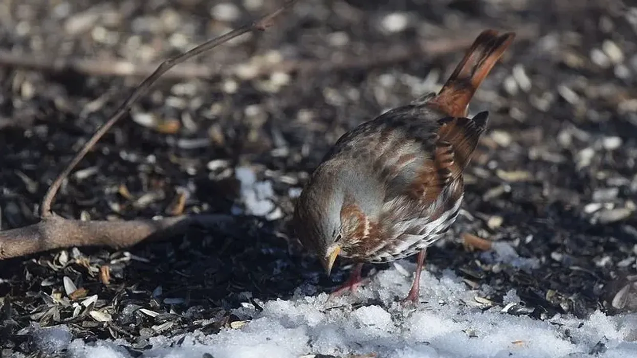 Check out these amazing red fox sparrow facts.
