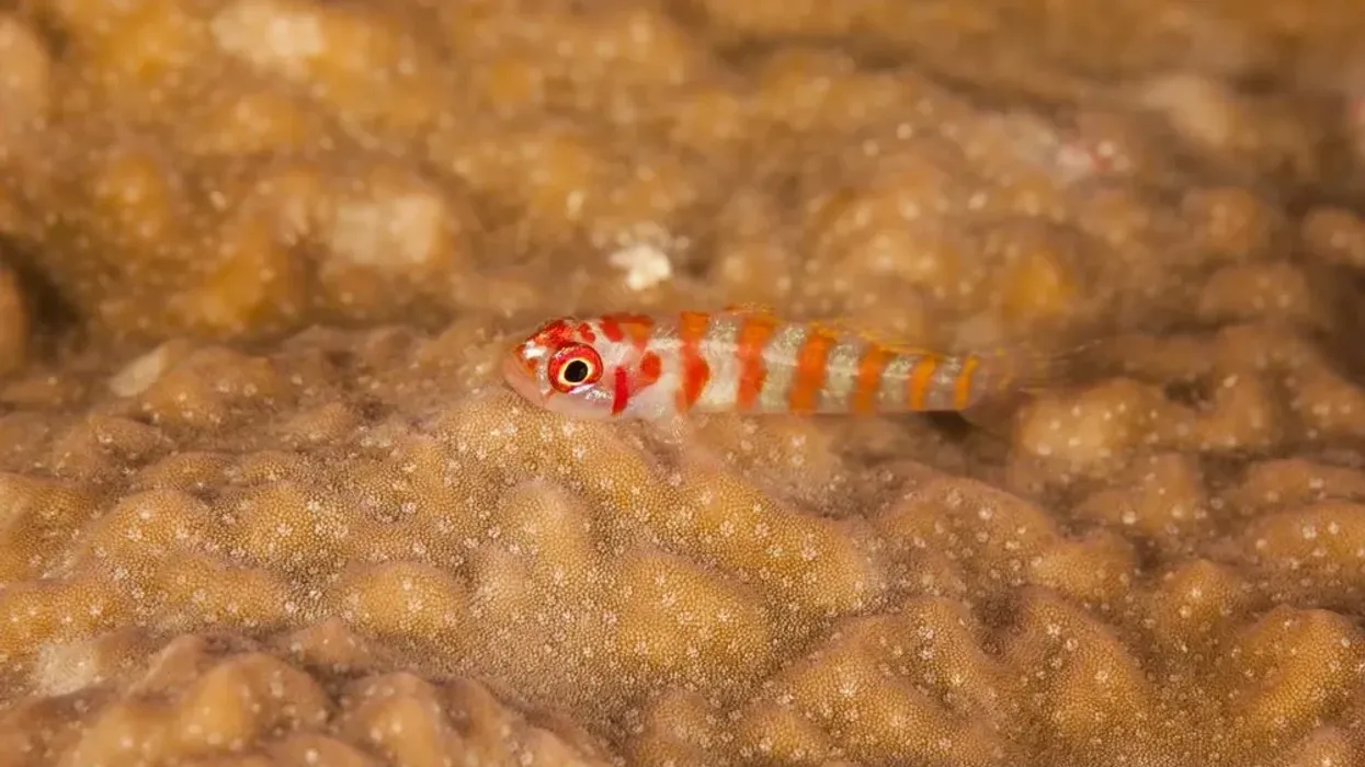 Check out these amazing Trimma cana facts and learn more about this goby fish!
