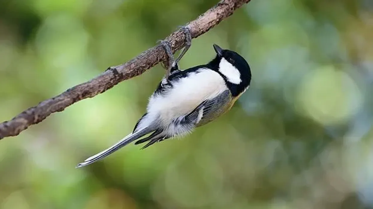 Check out these amusing Japanese tit facts.