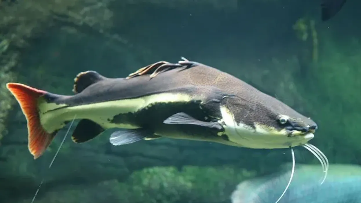 Check out these awesome Amur catfish facts.