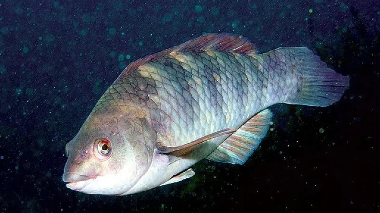 Check out these awesome banded wrasse facts.