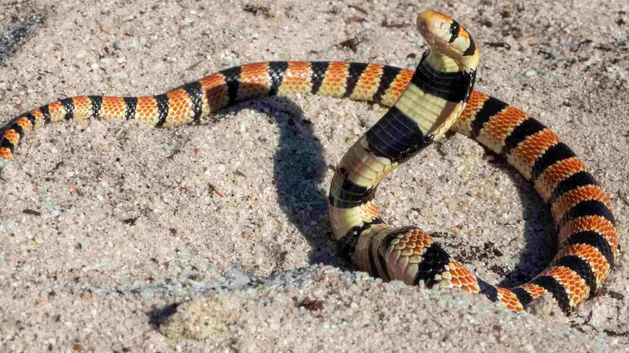 Check out these awesome Cape coral snake facts!