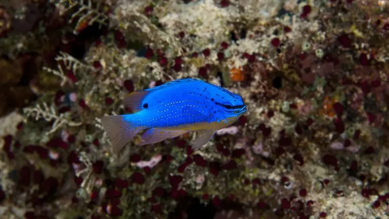 Check out these awesome Fiji blue devil damselfish facts!
