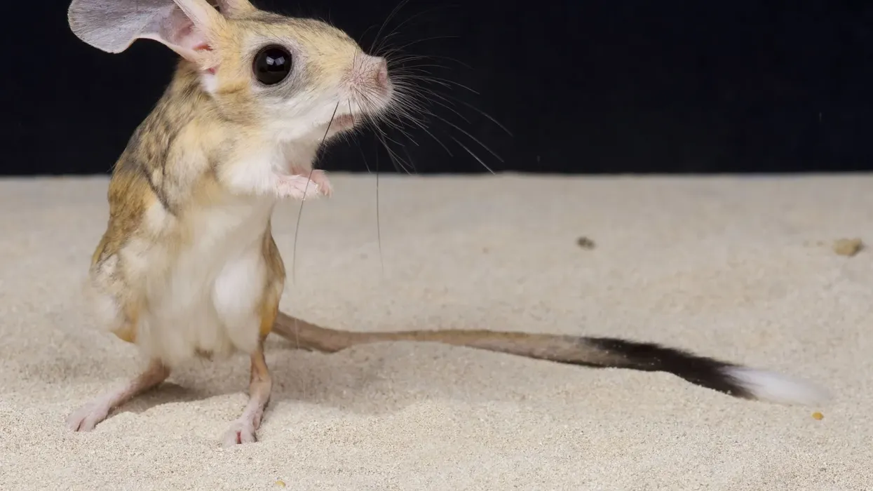 Check out these awesome four-toed jerboa facts for kids!