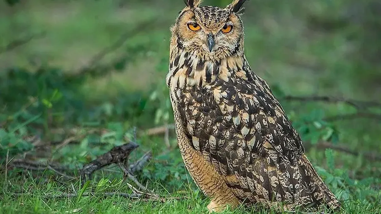 Check out these awesome Indian eagle-owl facts!