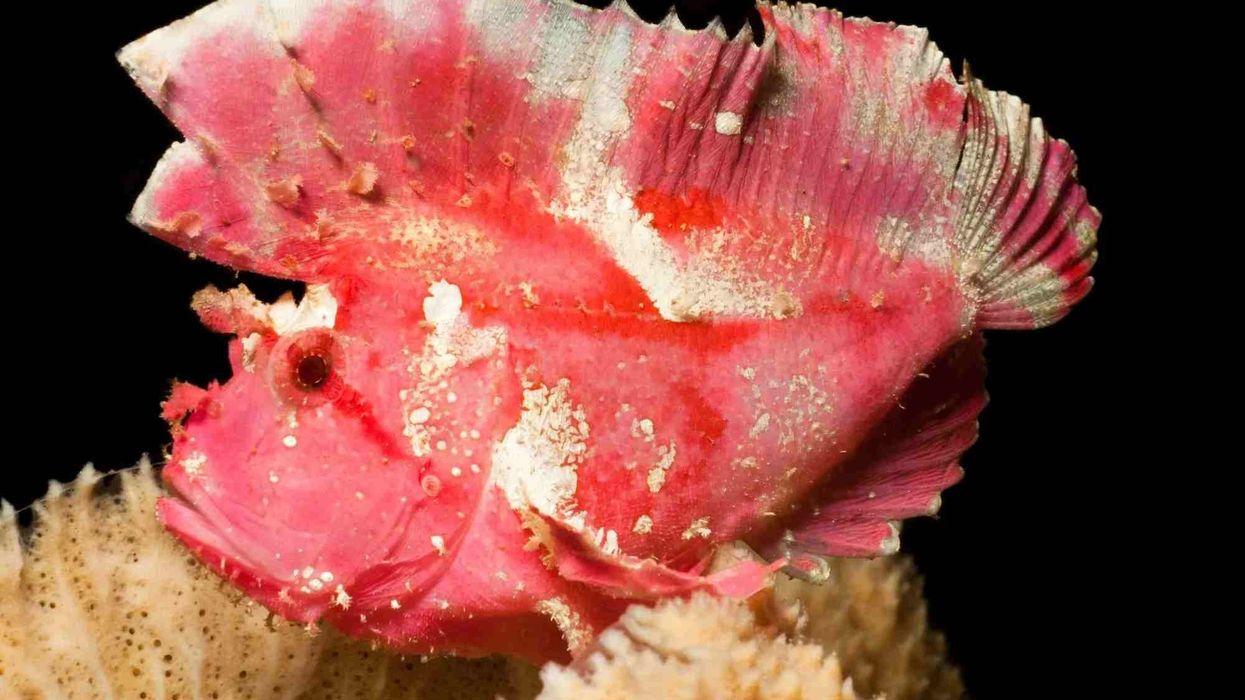 Check out these awesome leaf scorpionfish facts.