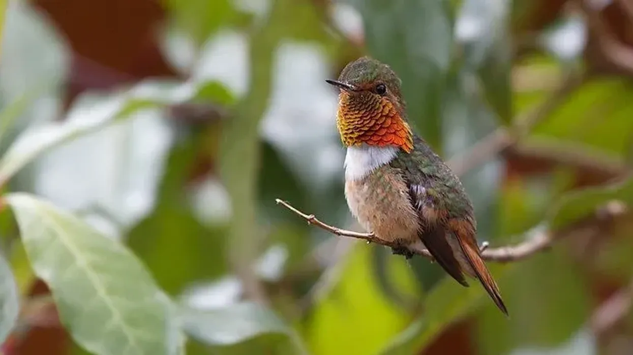 Check out these awesome scintillant hummingbird facts.