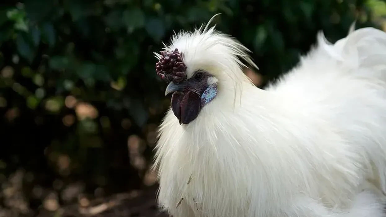 Check out these awesome Silkie facts.