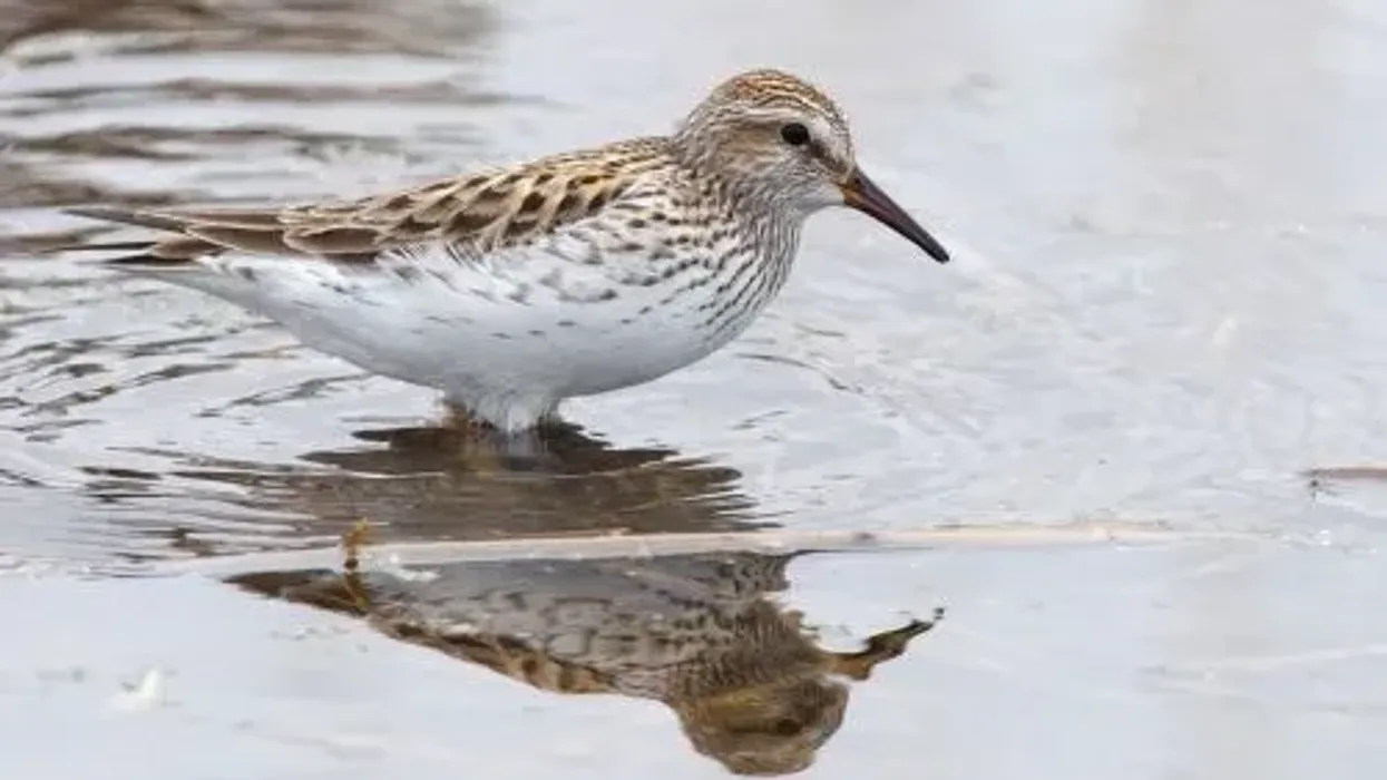 Check out these awesome white rumped sandpiper facts.