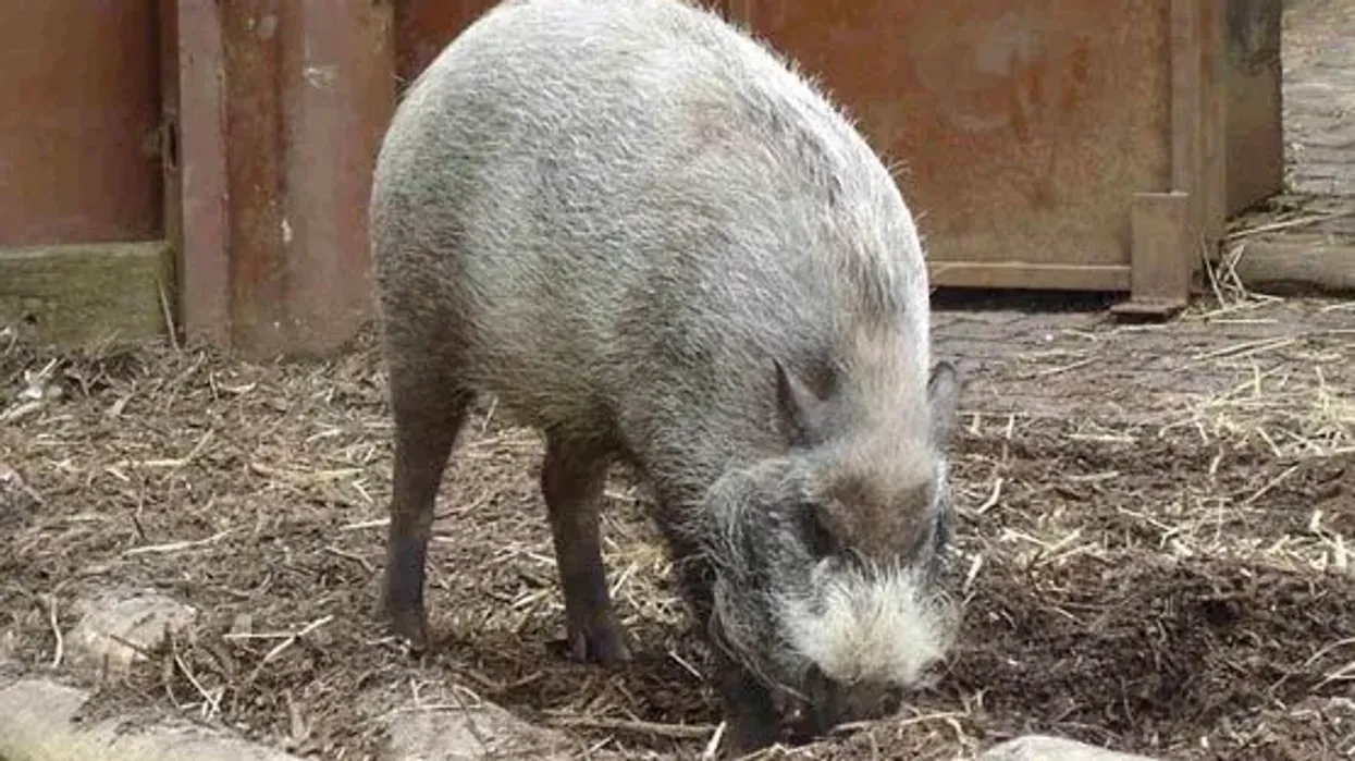 Check out these bearded pig facts about this migratory species.
