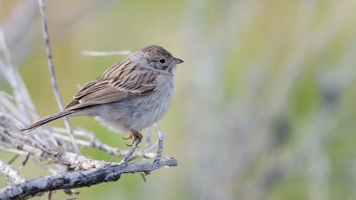 Check out these Brewer's sparrow facts for bird lovers.