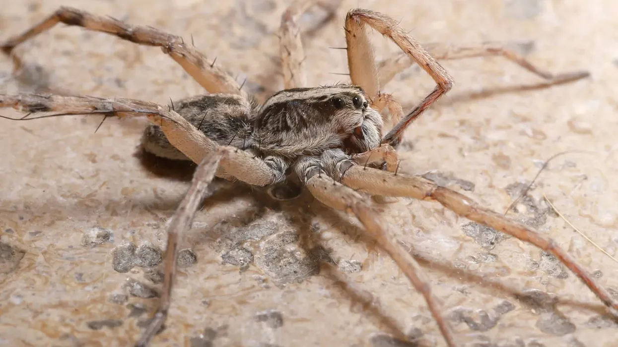 Check out these Carolina wolf spider facts about the spider that has earned itself a state title.