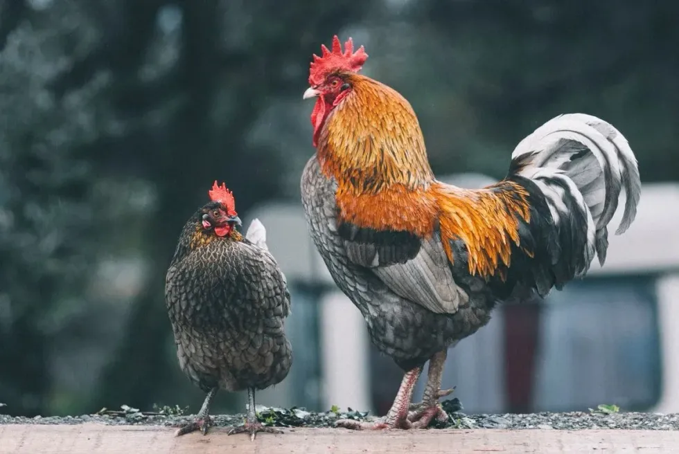 Check out these chicken vs rooster facts!
