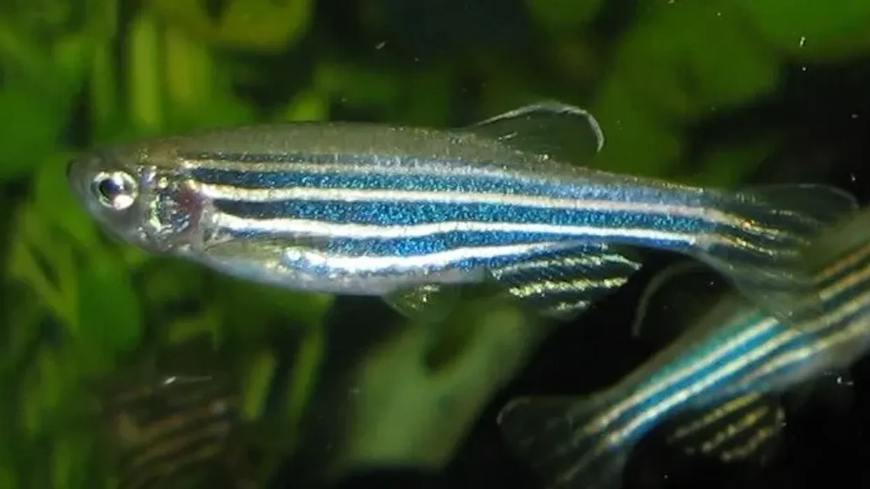 Check out these cool zebra danio facts
