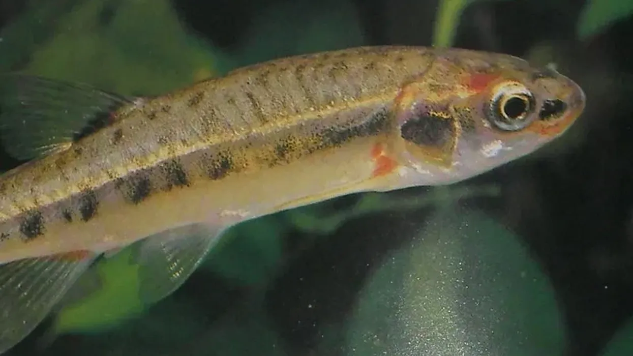 Check out these fantastic cutlips minnow facts.