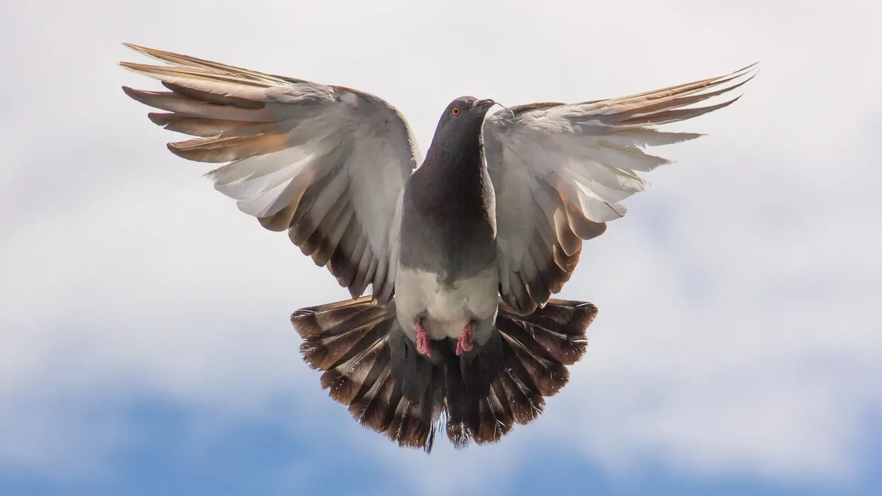 Check out these fascinating Egyptian swift pigeon facts for kids that they are sure to love!