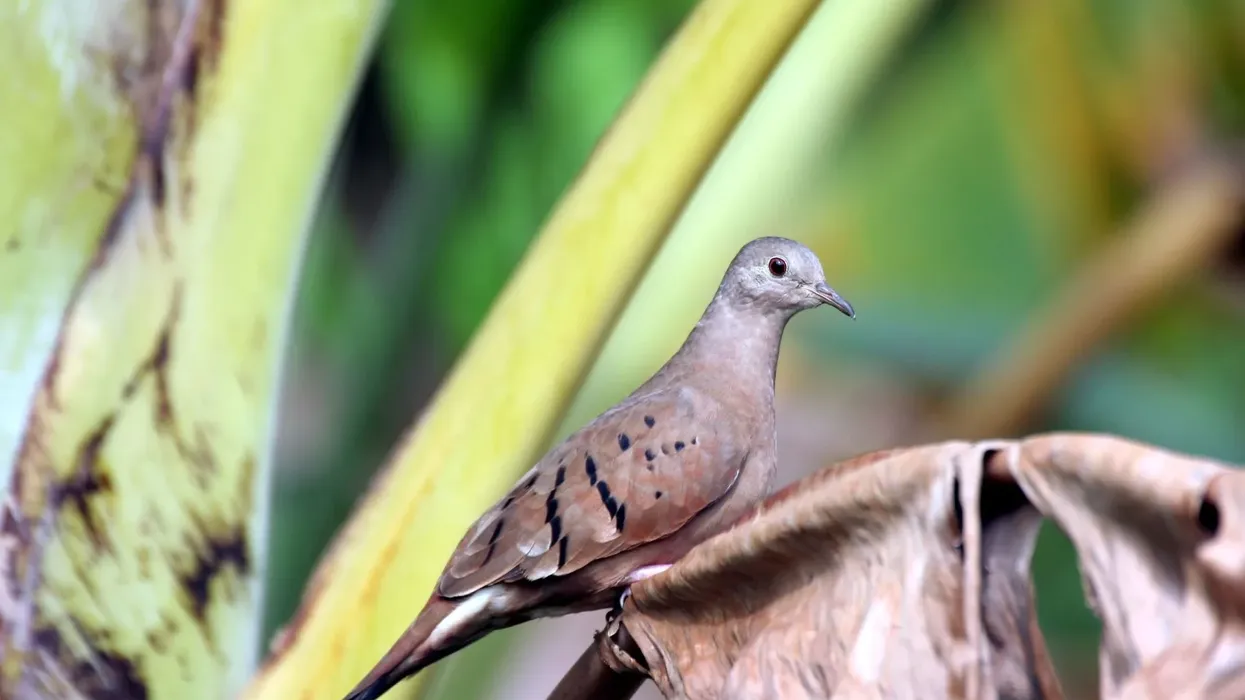 Check out these fascinating ruddy ground dove facts!