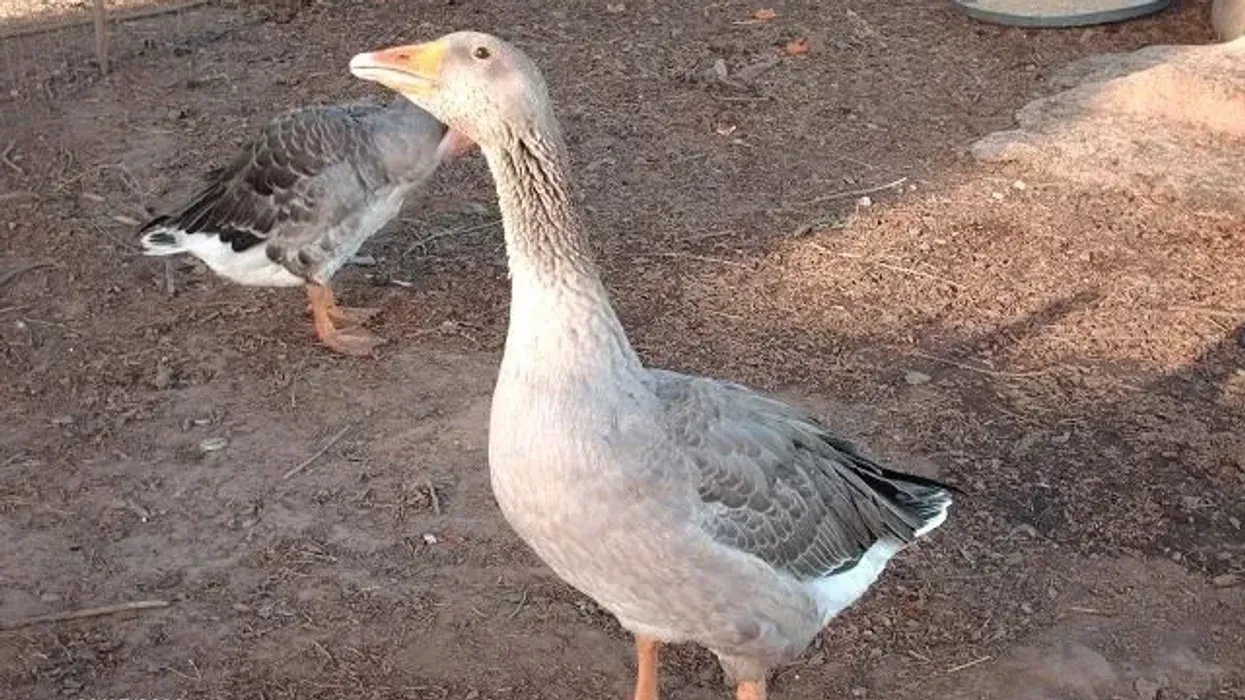 Check out these fun Toulouse goose facts.