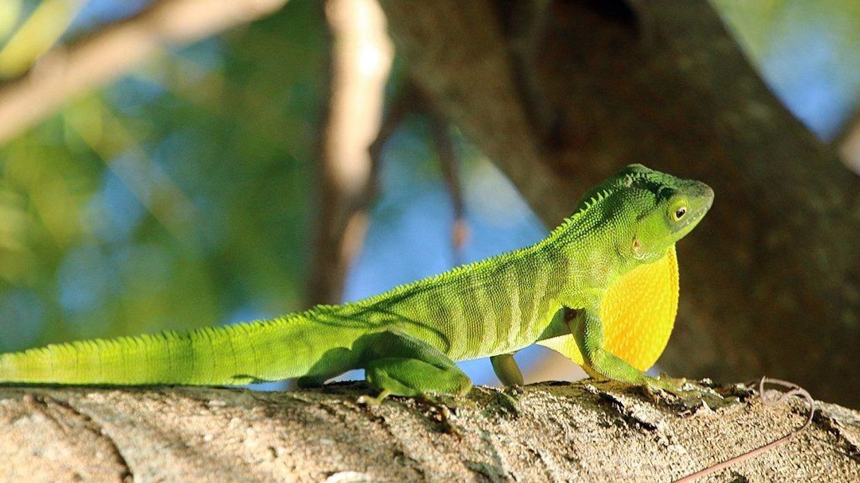 Check out these great Jamaican giant anole facts!