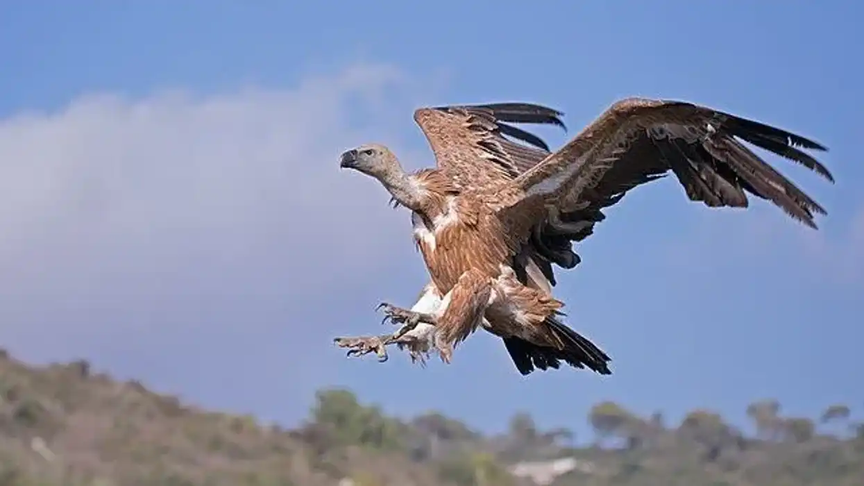 Check out these interesting and fun Accipitridae facts.