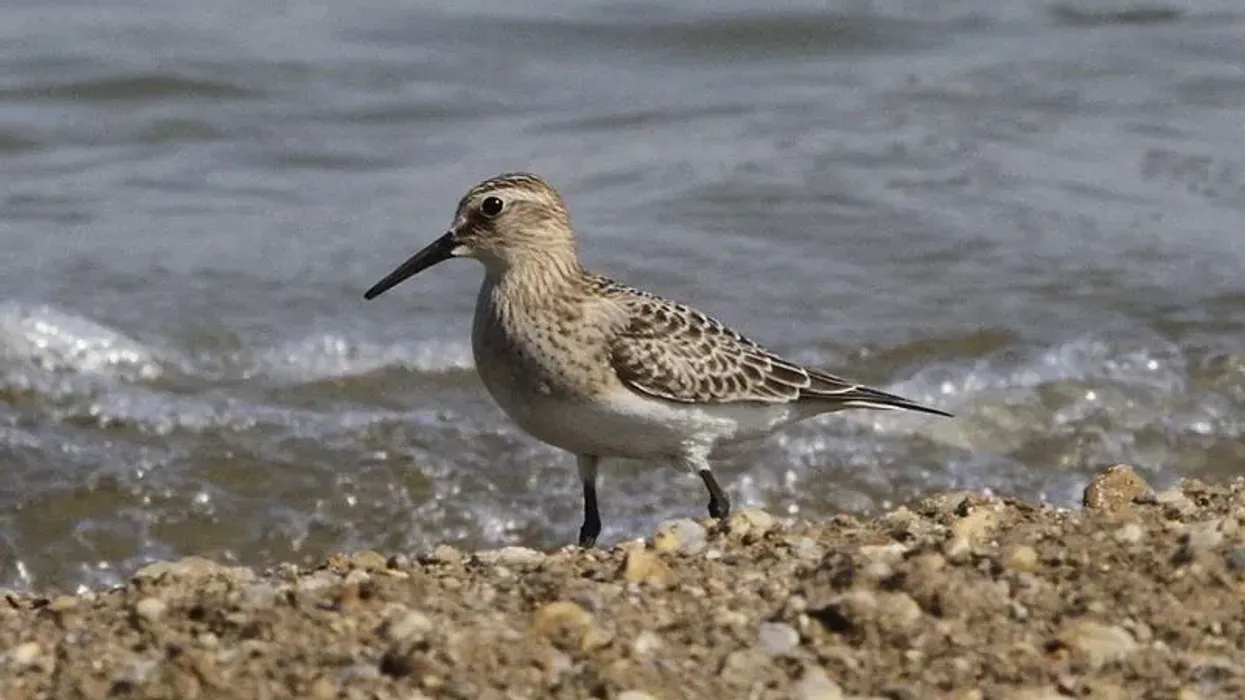 Check out these interesting Baird's sandpiper facts from North America including its bird ID, range, habitats, calls, and description.