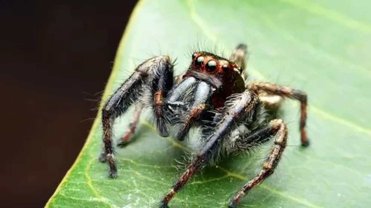 Check out these interesting bold jumping spider facts to learn more about these athletic spiders.