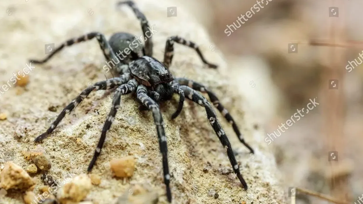 Check out these interesting desertas wolf spider facts.