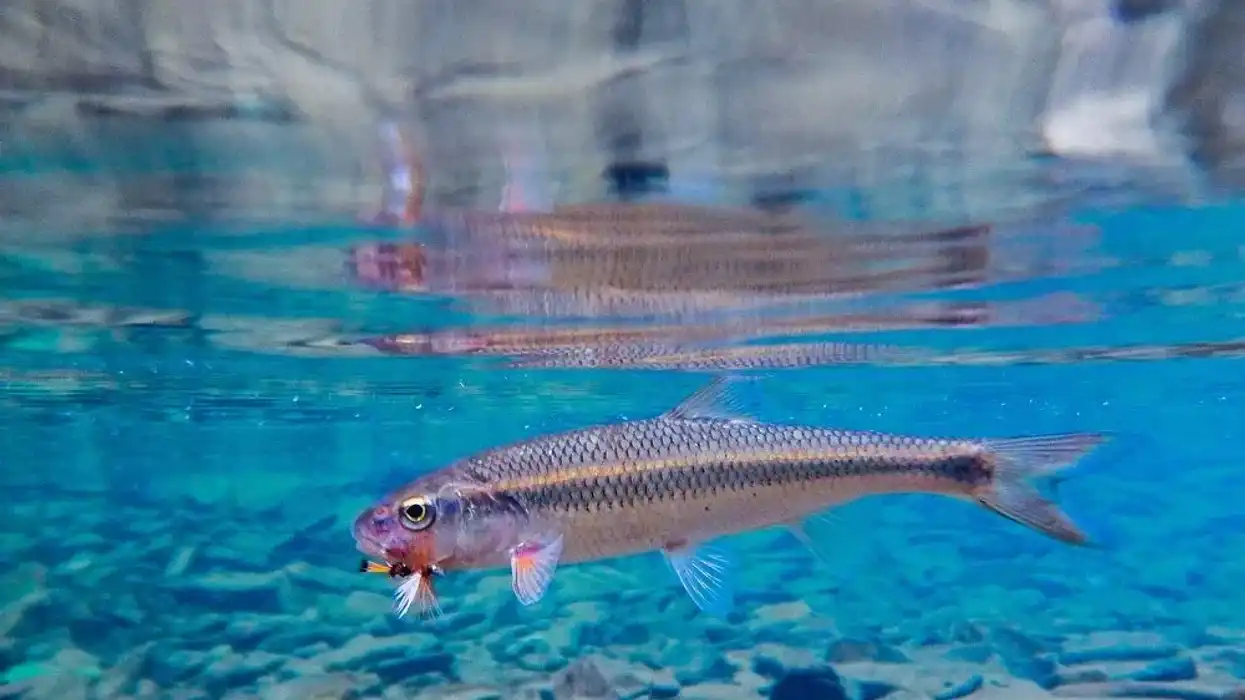 Check out these interesting fallfish facts about the largest fish among the minnows.