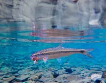 Check out these interesting fallfish facts about the largest fish among the minnows.