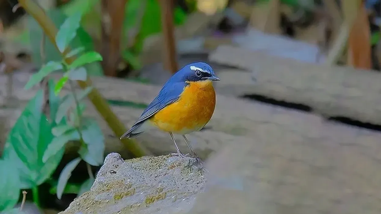 Check out these interesting Indian blue robin facts!