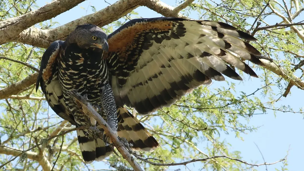 Check out these interesting Malagasy crowned eagle facts!