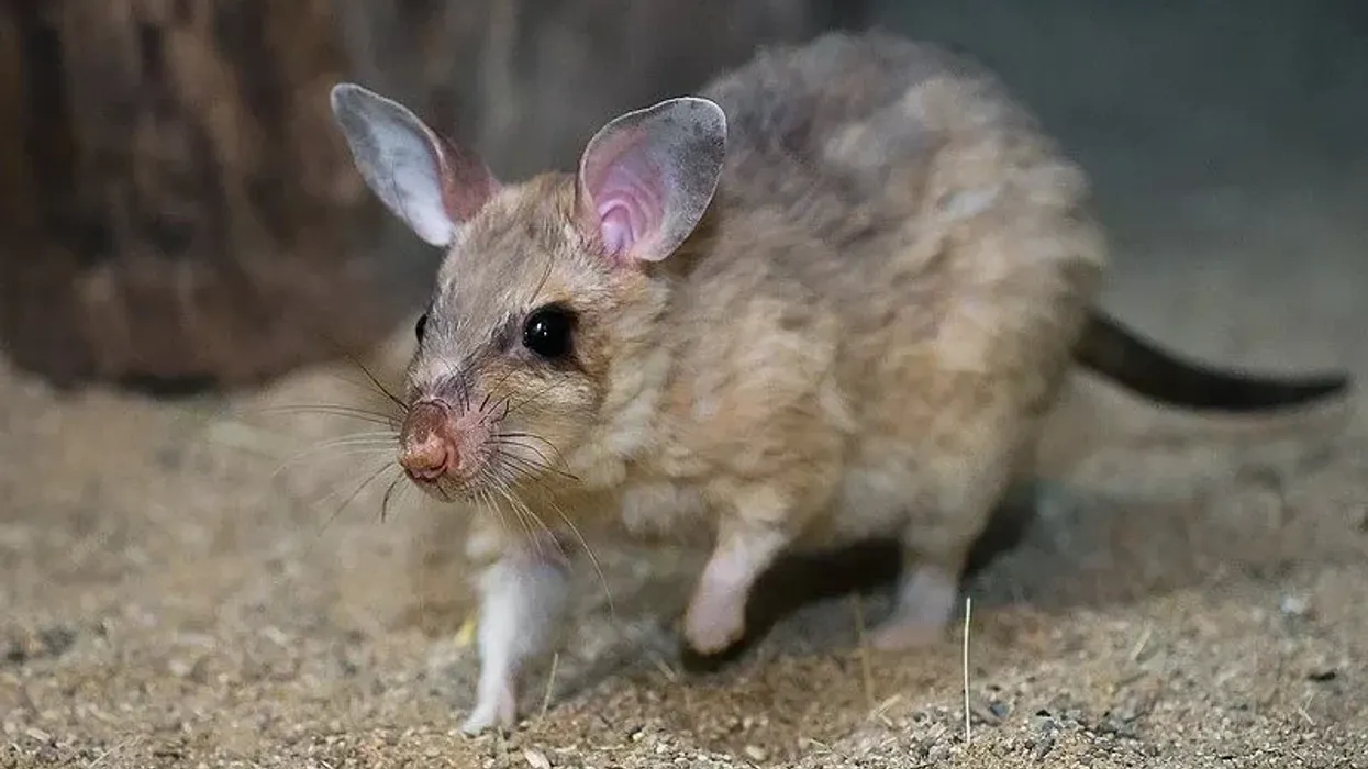 Check out these interesting Malagasy giant rat facts.