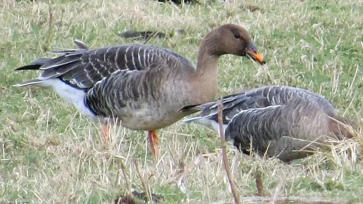 Check out these interesting taiga bean goose facts to know more about this migratory bird of Eurasia.