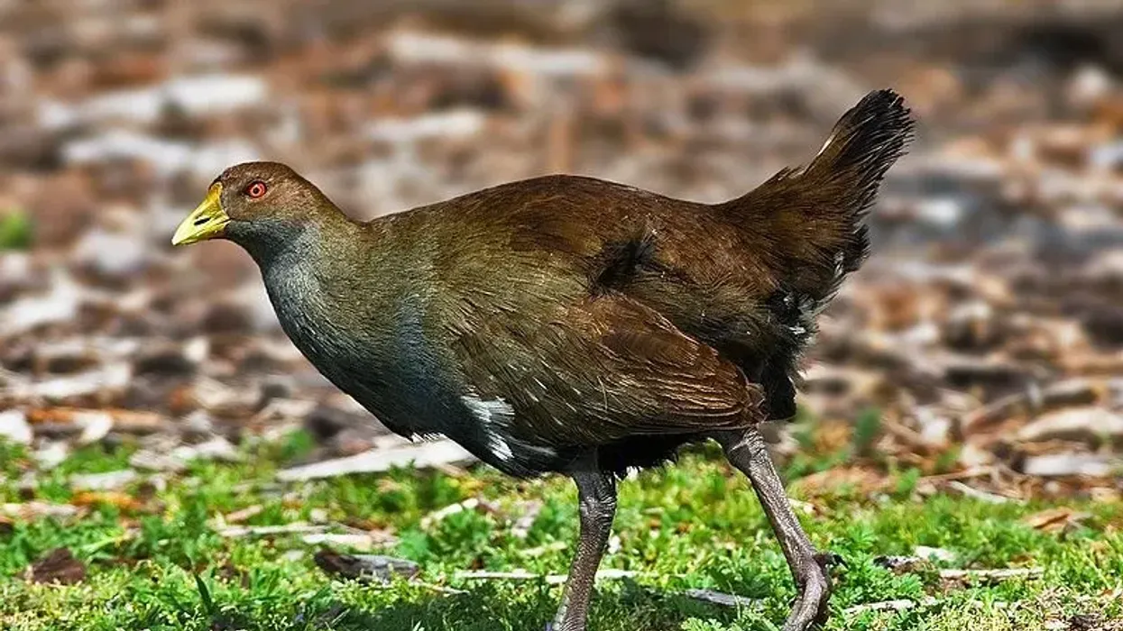 Check out these interesting Tasmanian native hen facts to know more about this flightless bird.