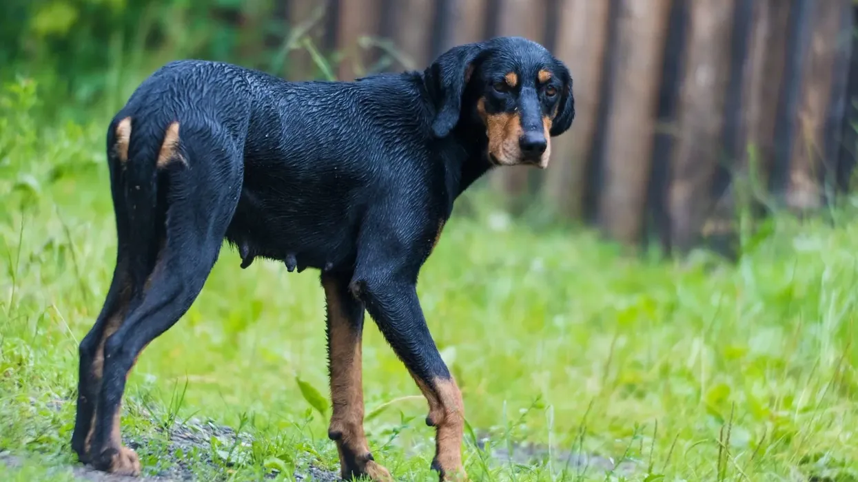 Check out these interesting Transylvanian hound facts about these ancient hunting dogs