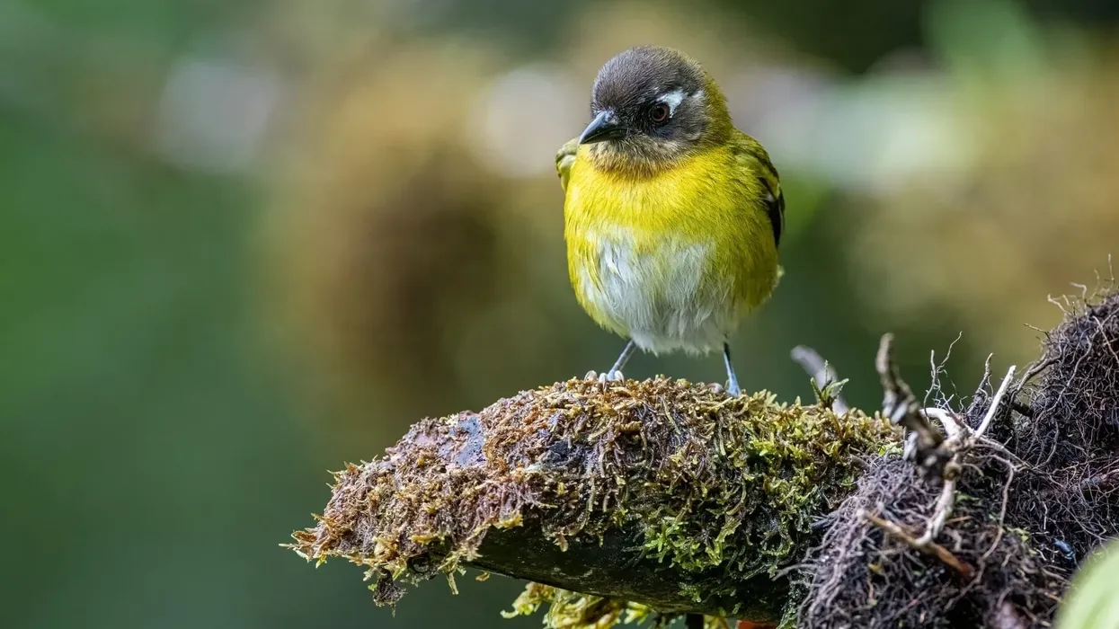 Check out these Kentucky warbler facts about the colorful bird composed of the colors brown, bright yellow, and olive green.