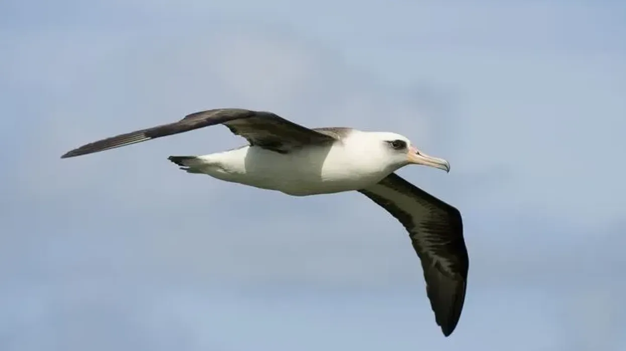 Check out these Laysan albatross facts.