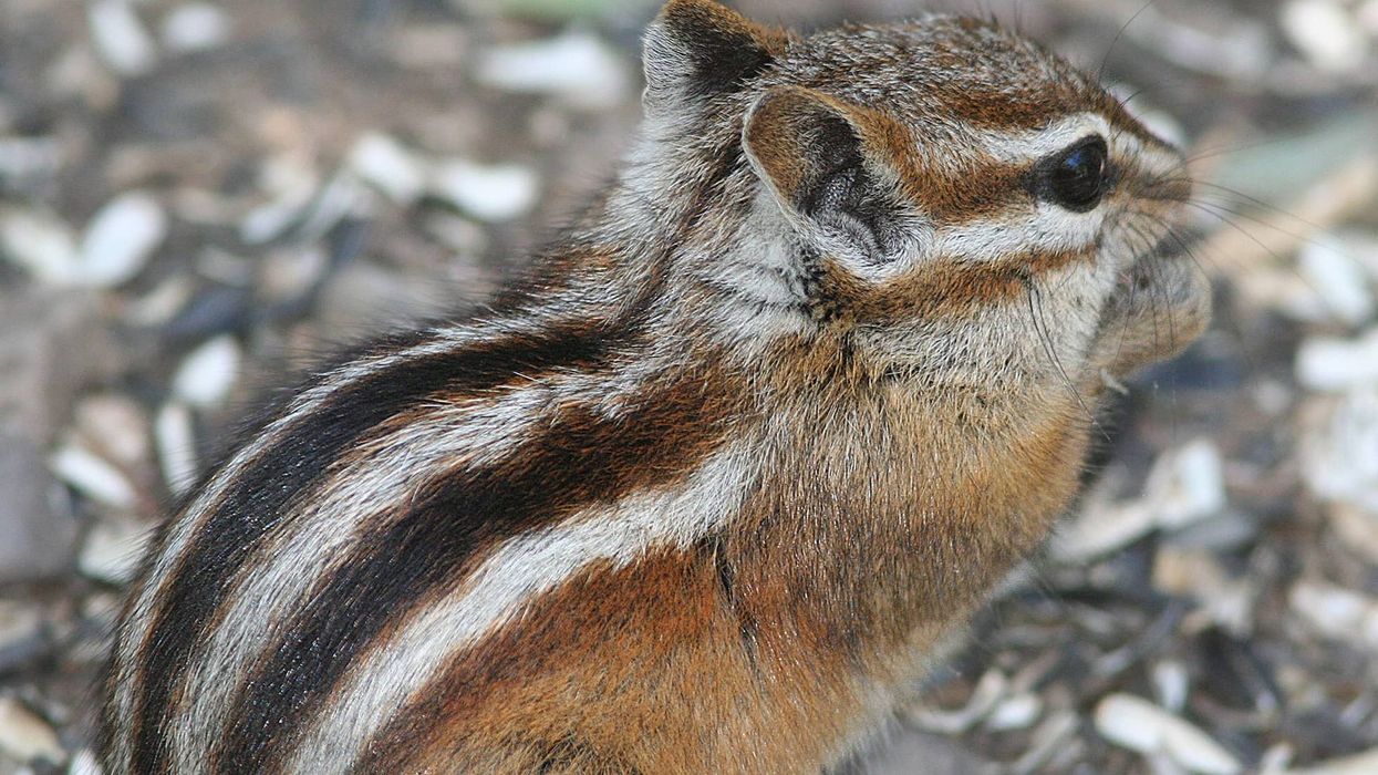 Check out these Least chipmunk facts.