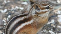 Check out these Least chipmunk facts.
