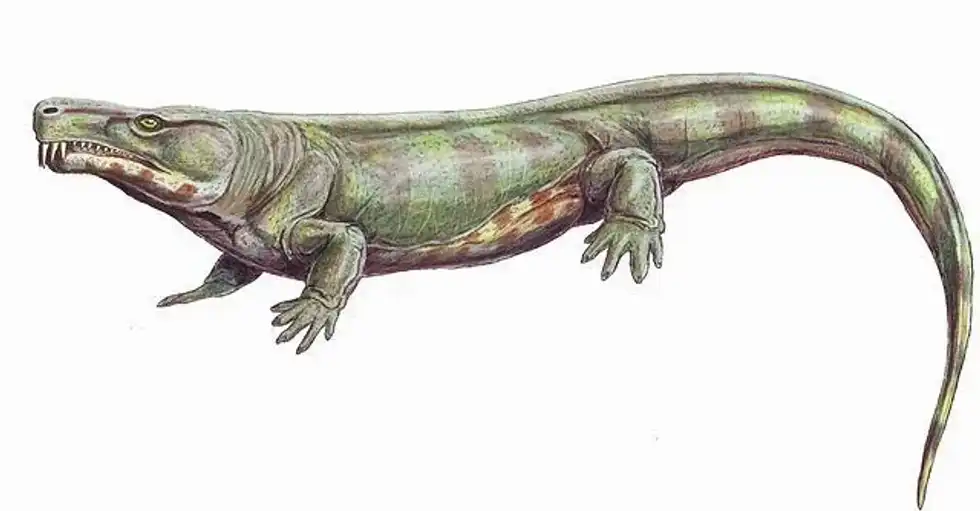 Check out these Limnoscelis facts.