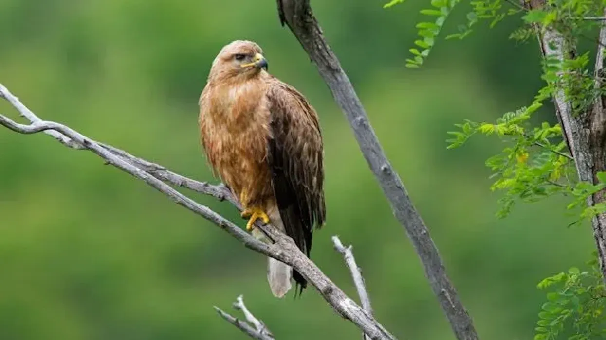 Check out these long-legged buzzard facts to know more about this bird of prey.