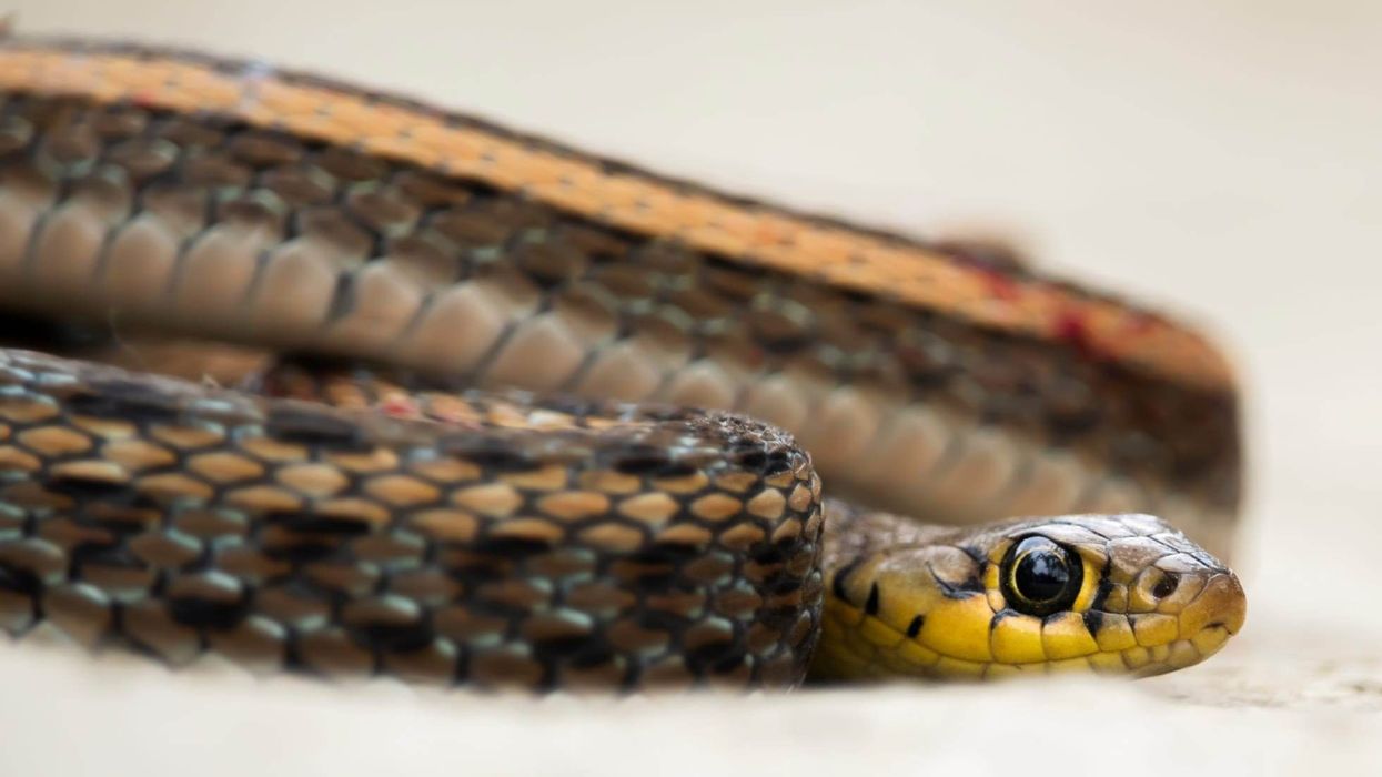 Check out these mind-blowing keelback facts.