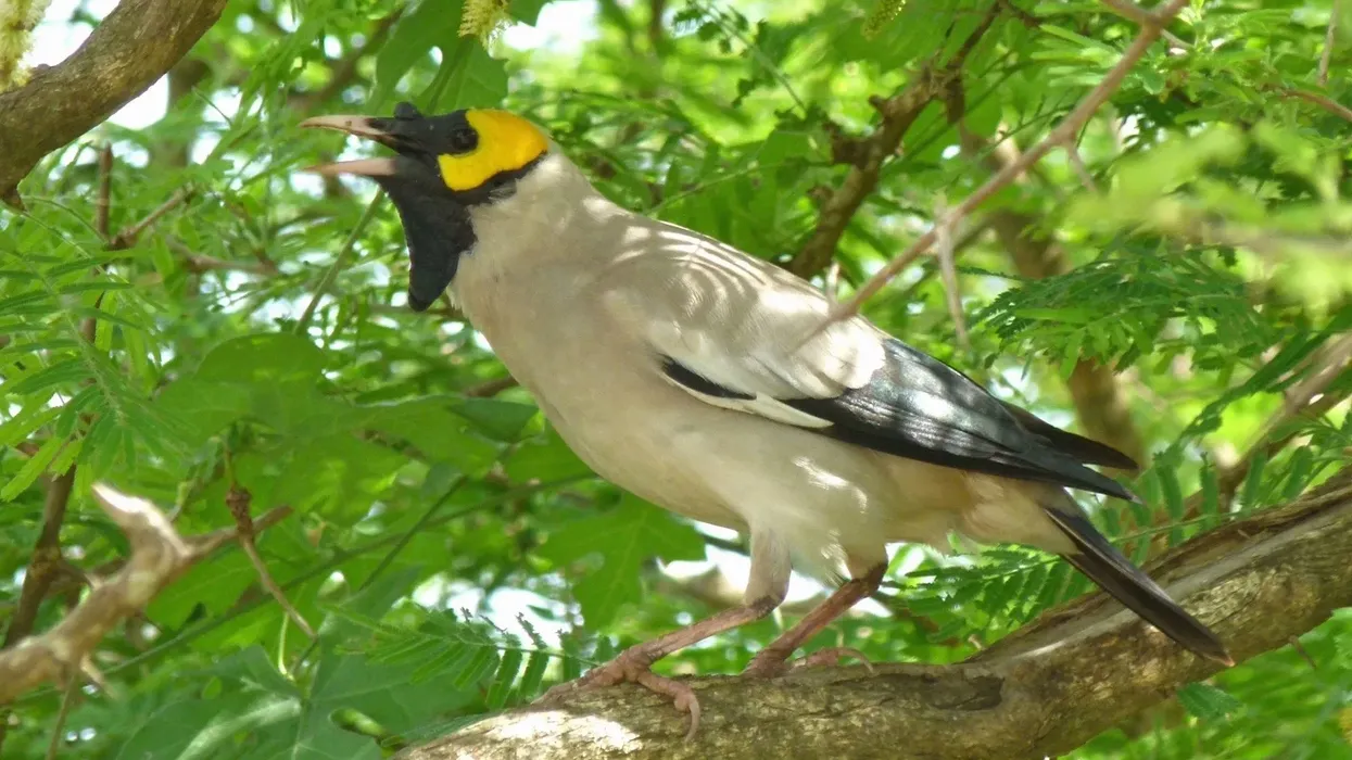 Check out these spectacular wattled starling facts.