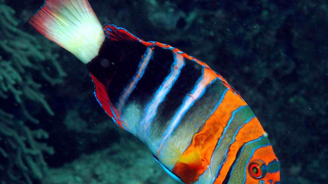 Check out these wonderful harlequin tuskfish facts to know more about this wrasse.