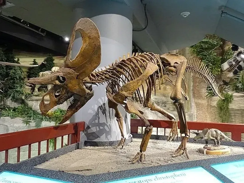 Check out these Zuniceratops facts to know more about this horned dinosaur!