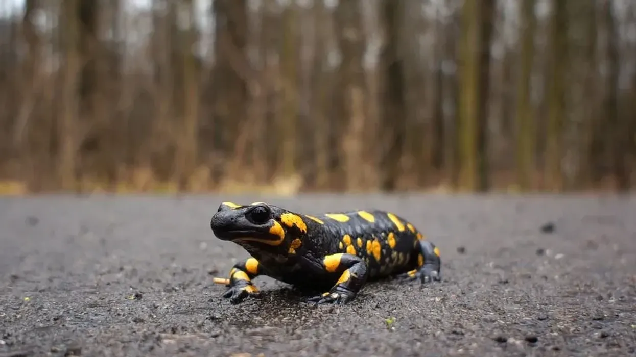Check out this article to learn some interesting salamander facts.
