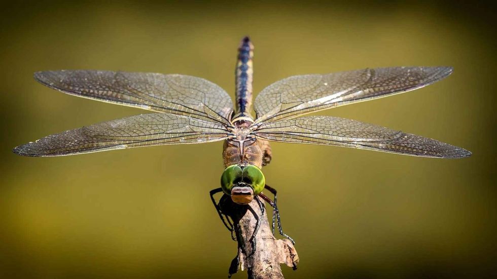 check the dangers of dragonflies bite