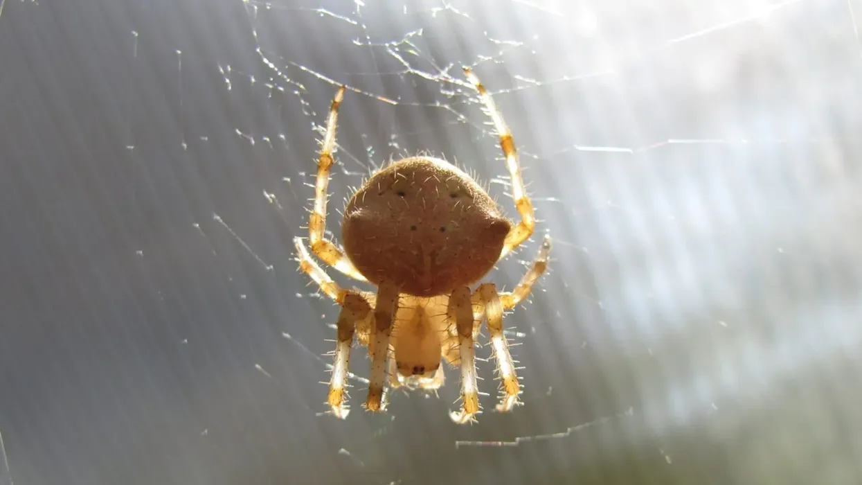 Check these cat-faced spider facts about the arthropod whose abdomen looks like a cat.