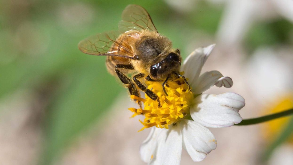 Check these honey bee facts for kids and be amazed.